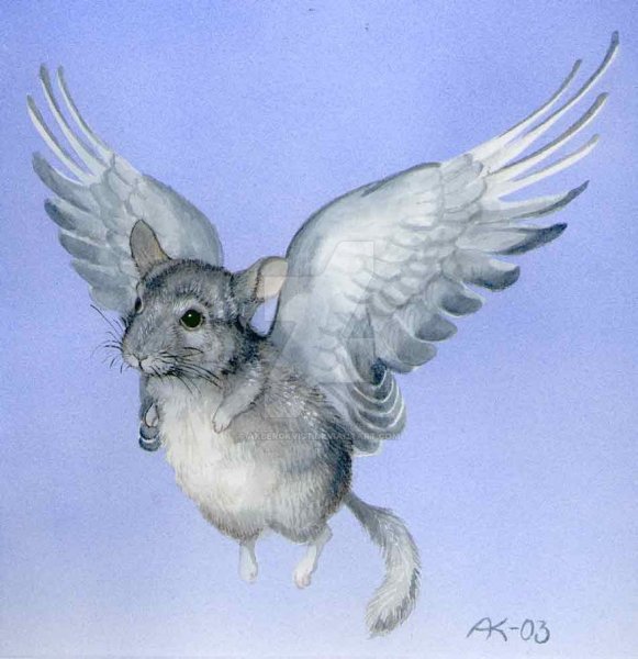 Шиншилла арт