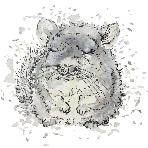 Шиншилла акварелью