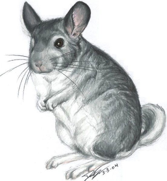 Шиншилла рисунок