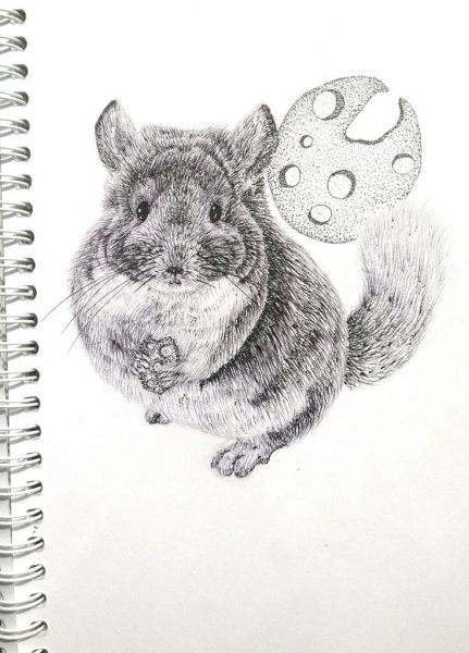 Шиншилла стилизация