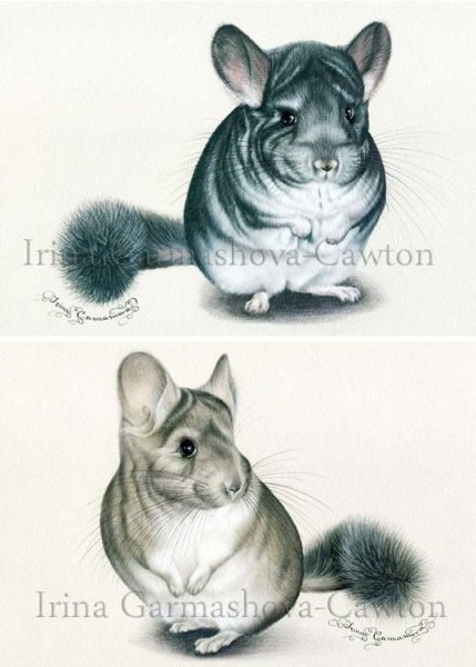 Шиншилла набросок