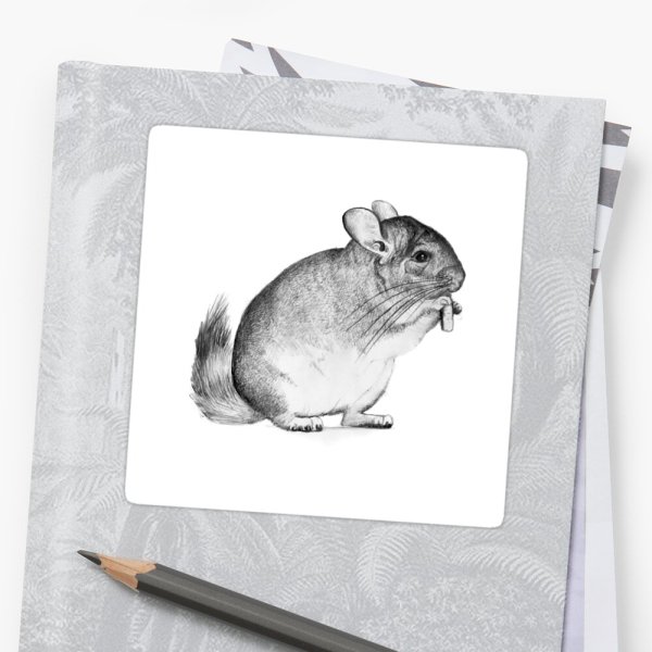 Шиншилла набросок