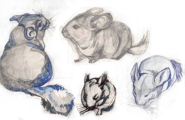 Наброски домашних животных