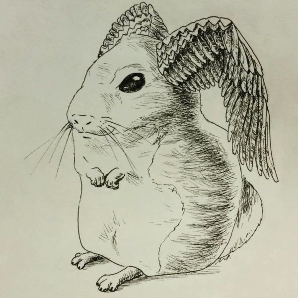 Шиншилла рисунок