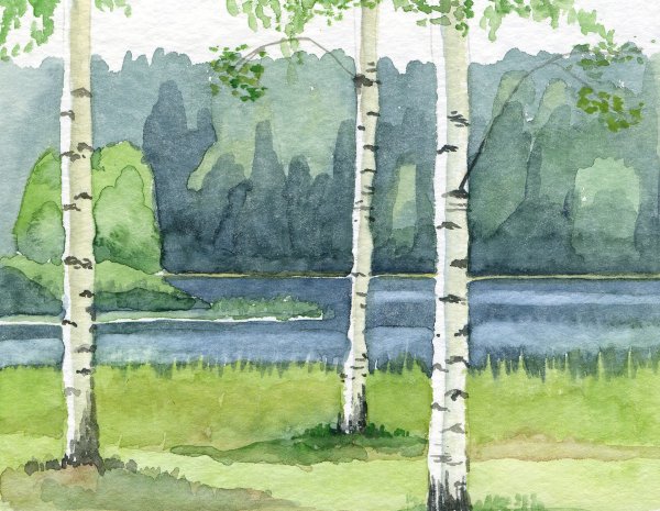Береза акварелью
