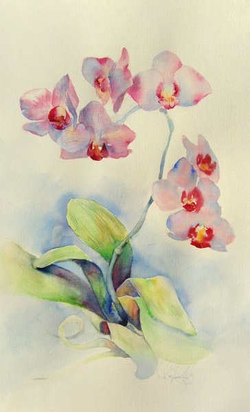 Орхидея Акварелька