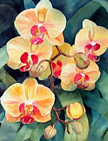 Орхидеи Энн Мортимер