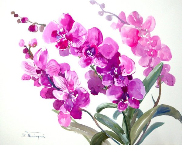 Цветы акварелью простые орхидеи