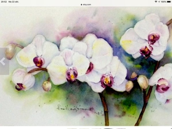 Орхидеи букет акварель