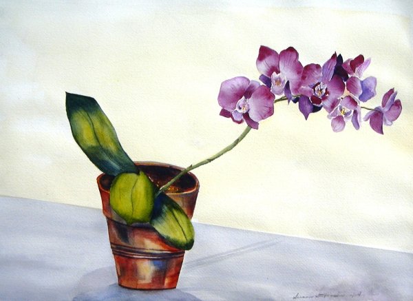 Орхидея в живописи акварель