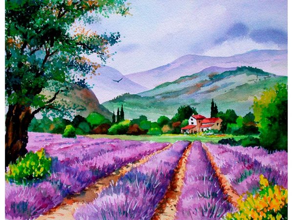 Художник Sung Kim Лавандовые поля