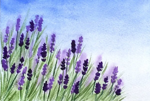 Лаванда гуашью