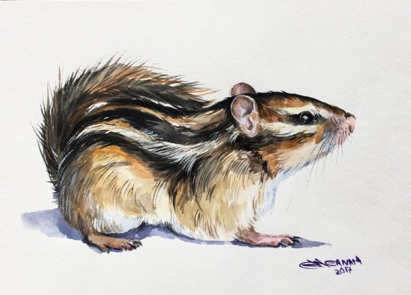Бурундук акварель