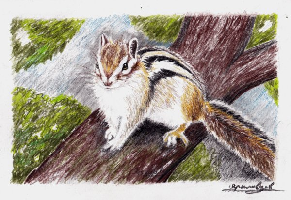 Бурундук живопись