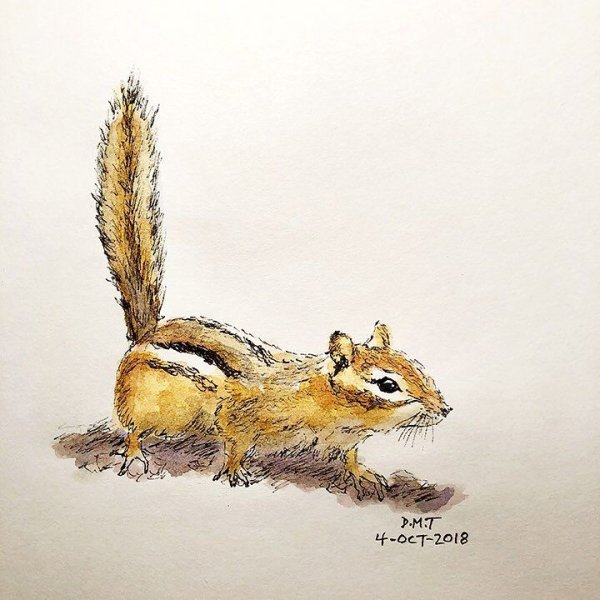 Белка с кофе акварель