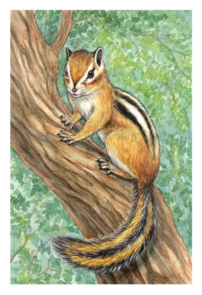 Белочка с желудем рисунок