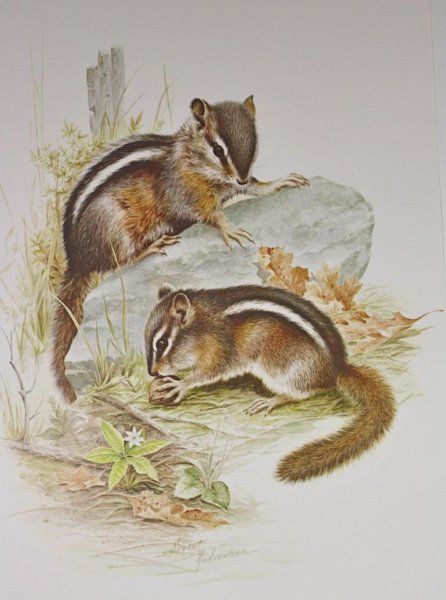 Бурундук черно белый