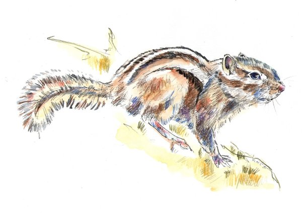 Бурундук живопись