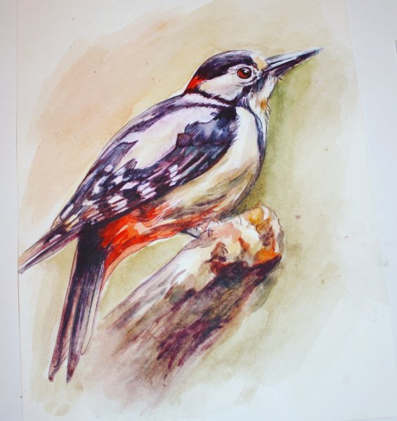 Дятел живопись