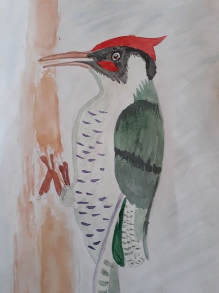 Дятел акварелью