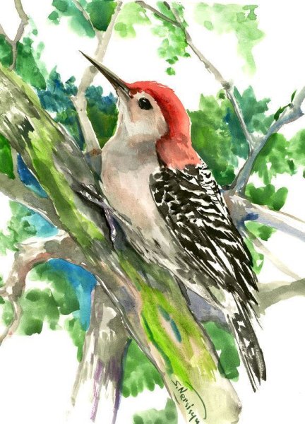 Дятел цветными карандашами