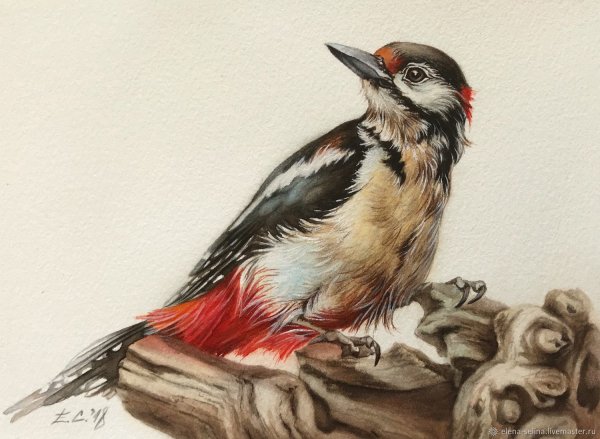 Дятел живопись