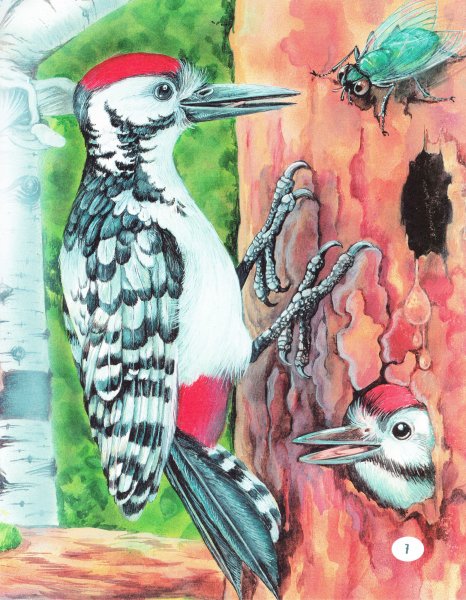 Дятел маслом