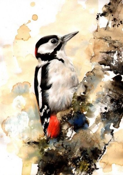 Дятел гуашью