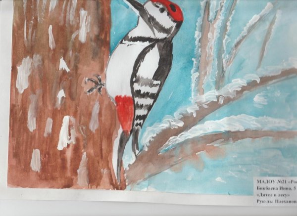 Дятел в лесу рисунок