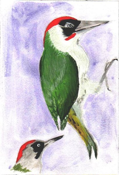 Пестрый дятел рисунок