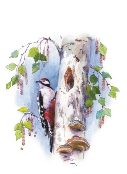 Дятел живопись