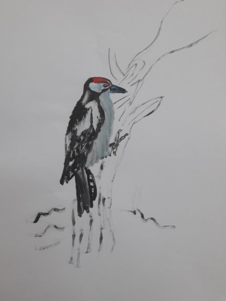 Рисование дятла в подготовительной