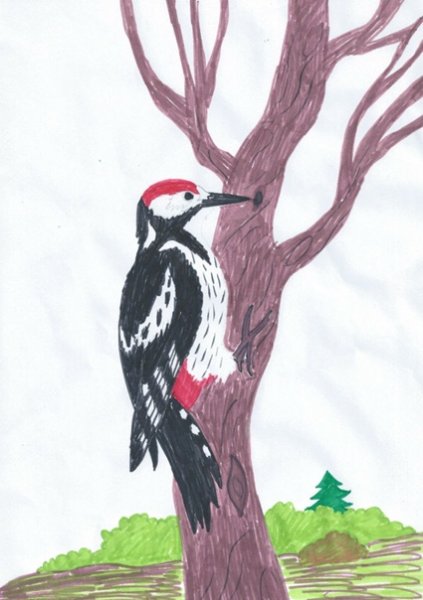 Пестрый дятел рисунок
