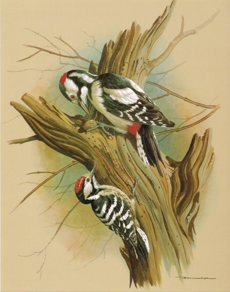 Рисование дятла