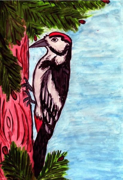 Пестрый дятел Скребицкий