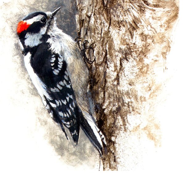 Картина дятел