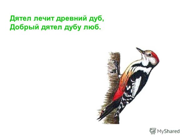 Зеленый дятел рисунок