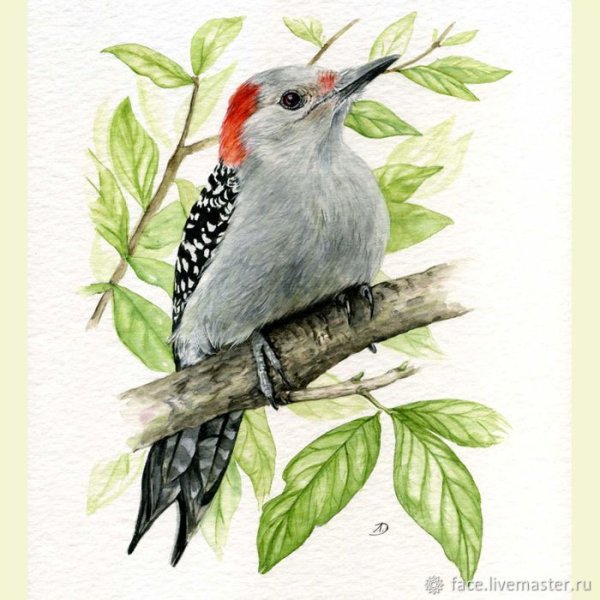 Дятел финский