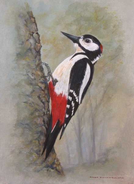 Дятел для детей цветная