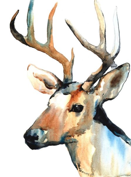Олененок акварель