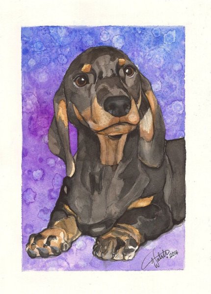 Такса гуашью