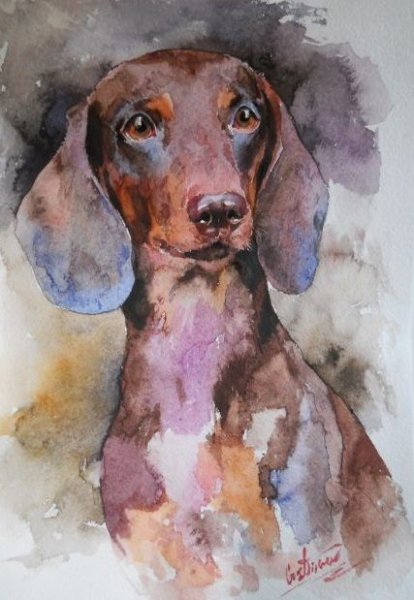 Такса гуашью