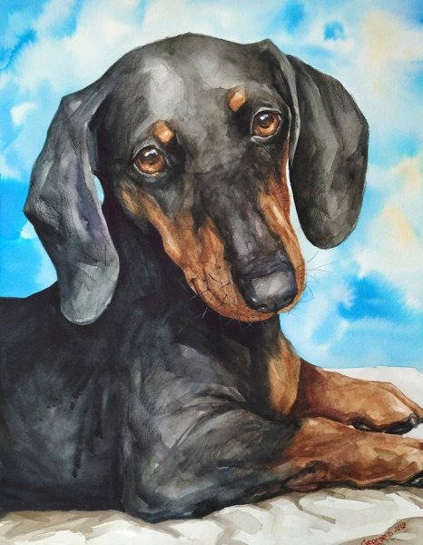Собака такса акварелью