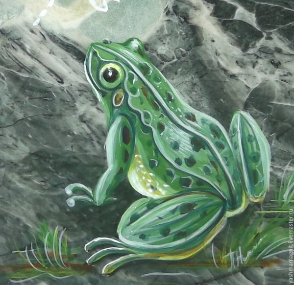 Лягушка на Камне