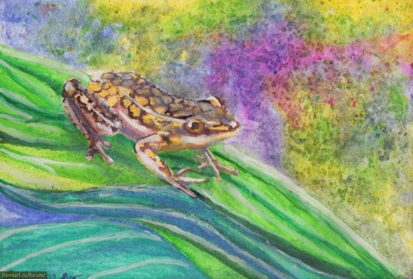 Акварельная лягушка