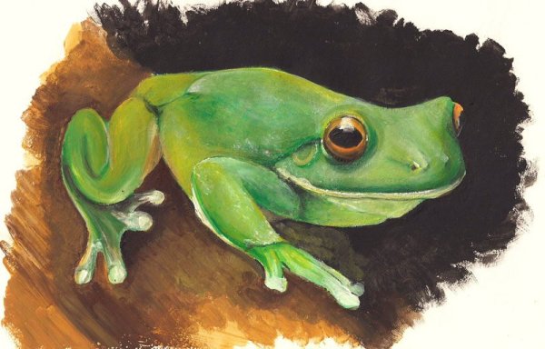 Лягушка рисование гуашью