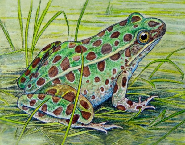 Изображение лягушки