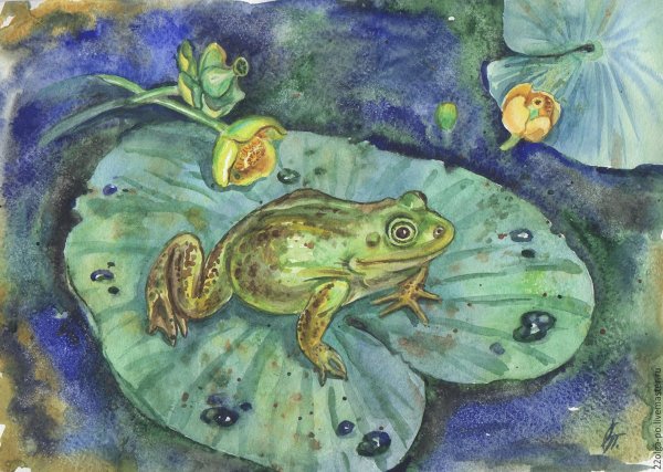 Пришвин Лягушонок иллюстрации