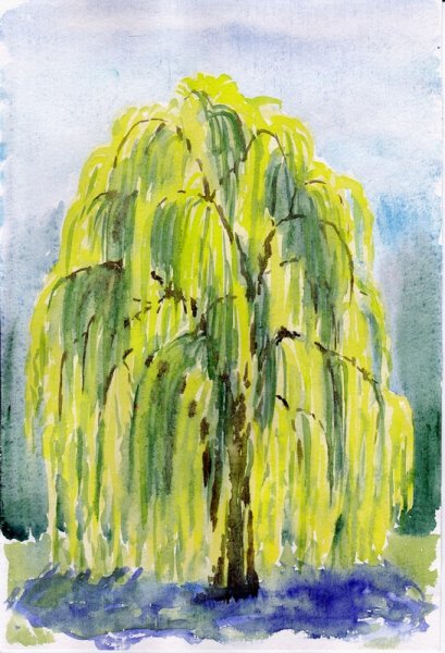 Плакучая Ива для детей