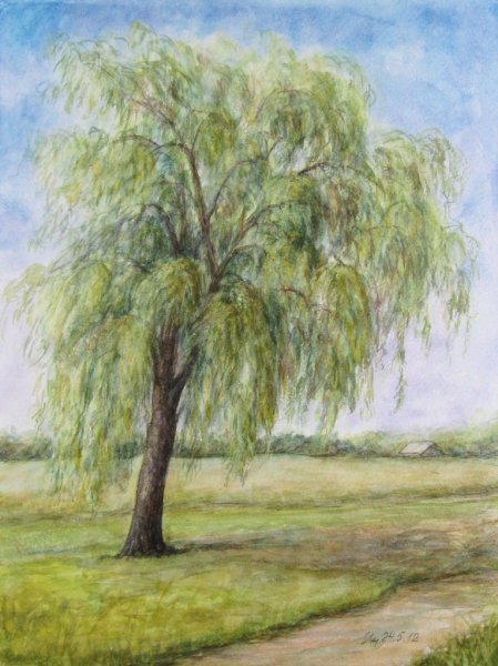 Ива рисунок акварель